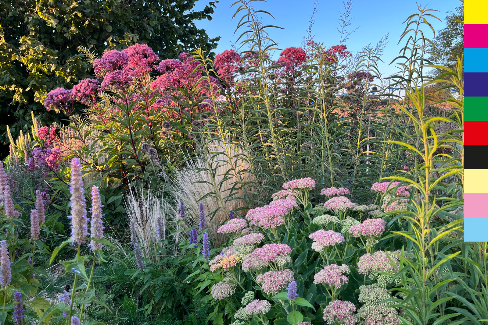 Border with Sedum and Eupatorium